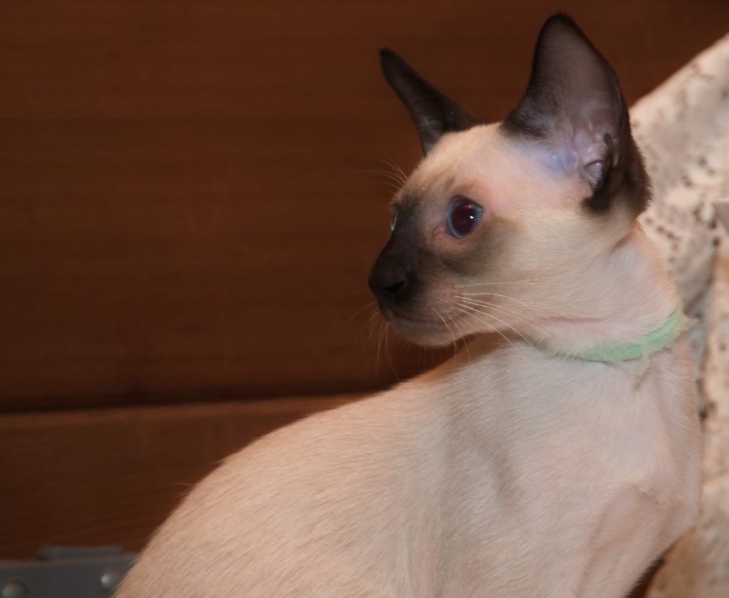 Breeders Siamese Cat Society Of New South Wales Inc