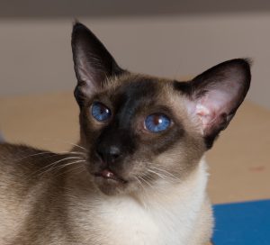 Siamese Cat Society of New South Wales Inc – breeders of pure siamese ...