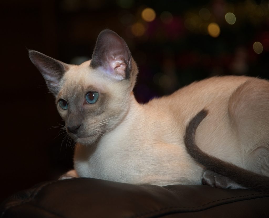 Breeders Siamese Cat Society Of New South Wales Inc